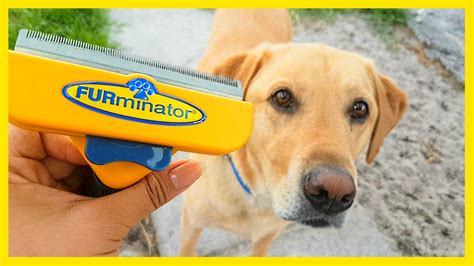 furminator use for labrador retrievers.